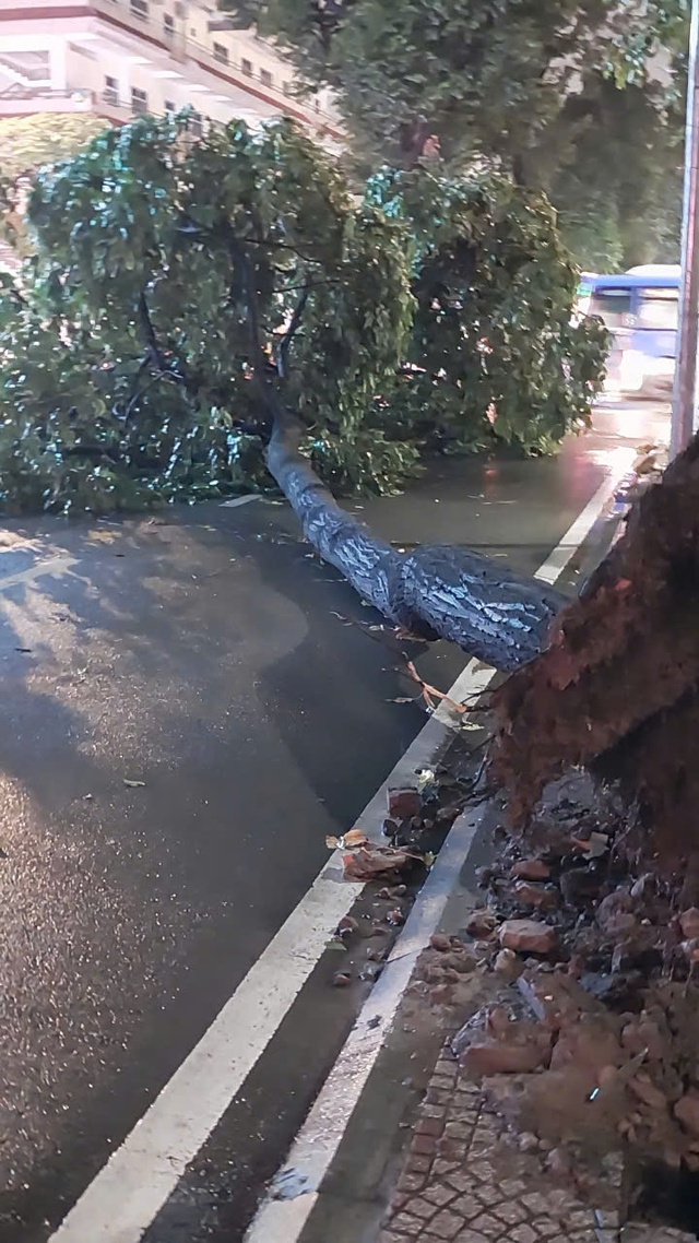 Cây sao bật gốc, ngã ra đường