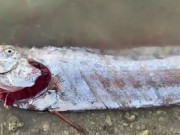 Clip Eva - Cá mái chèo khổng lồ dài gần 2 mét được bắt trên biển