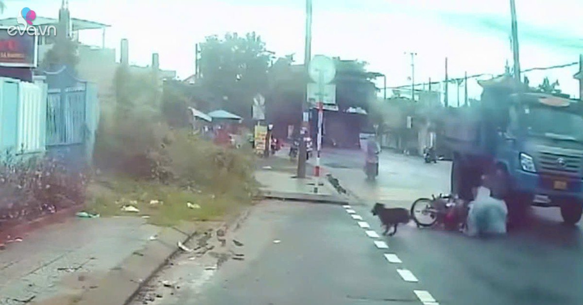 Chó thả rông làm 2 người té ngã ngay bánh xe ben