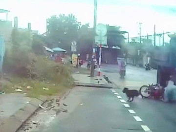 Chó thả rông làm 2 người té ngã ngay bánh xe ben