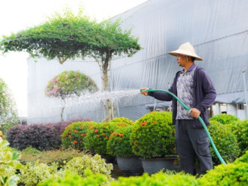 Làng cây cảnh lớn nhất miền Bắc làm lại từ đầu sau bão số 3