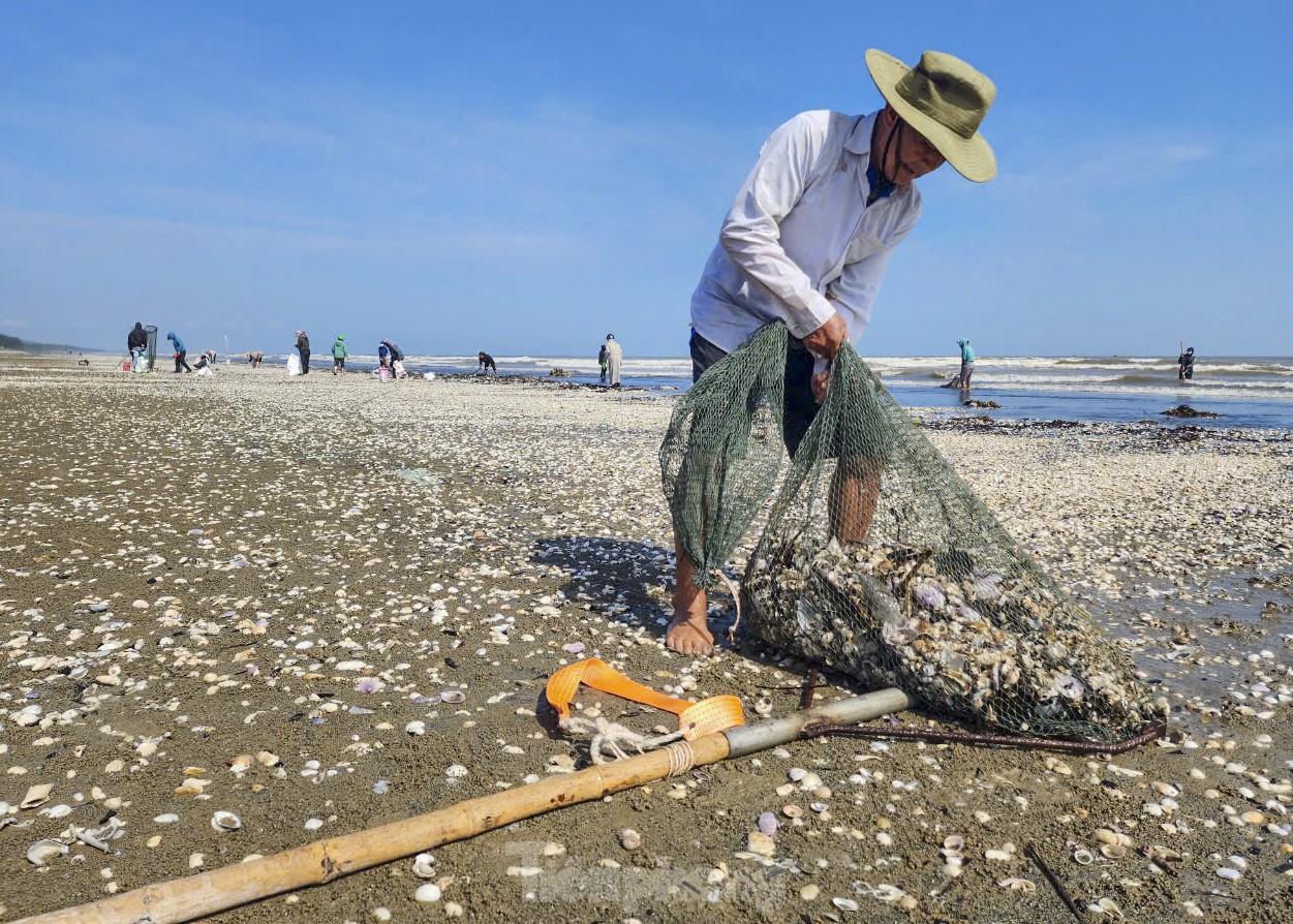 Những người đàn ông sẽ dùng vợt, rổ nhựa, bao tải rồi vượt sóng, lội bộ cách bờ khoảng 50 m để vớt sò. Cứ 10-15 phút, khi các vợt lưới đã đầy sò sống trộn lẫn với vỏ và rác thì người dân nhanh chóng kéo vào bờ, đổ thành đống. Lúc này, trên bờ, người thân đứng chờ sẵn xúm lại để phân loại lấy những con sò sống cho vào bao tải.