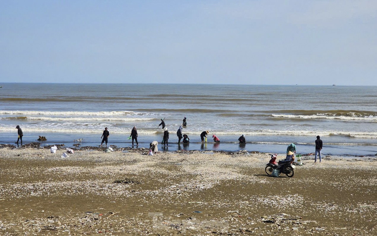 Người dân cho biết biển động, sóng lớn do ảnh hưởng của bão số 6 vừa qua khiến hàng tấn sò lông, ngao, mai cùng các loài nhuyễn thể bị đánh dạt vào bờ. Hiện tượng này không có gì lạ và từng xuất hiện nhiều sau các đợt mưa lớn, bão.