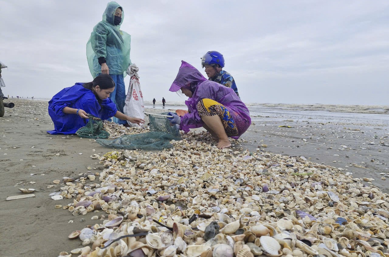 “Các loại sò bị sóng đánh dạt vào bờ rất nhiều. Sau khoảng 4 giờ nhặt, 4 người trong gia đình tôi nhặt được hàng chục kg. Sò ngoài sử dụng sẽ mang ra chợ bán kiếm thêm thu nhập” ông Nguyễn Văn Hải (56 tuổi) cho hay.