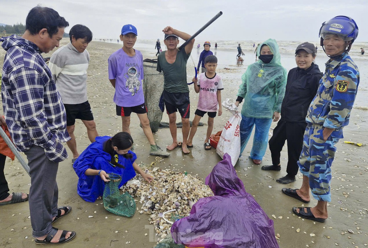 Theo nhiều người dân địa phương, hai ngày qua khi các đợt sóng lớn đánh dạt sò vào bờ, nhiều người đã nhặt hàng chục đến hàng trăm kg. Nhiều thương lái cũng có mặt ngay tại bờ biển để thu mua.