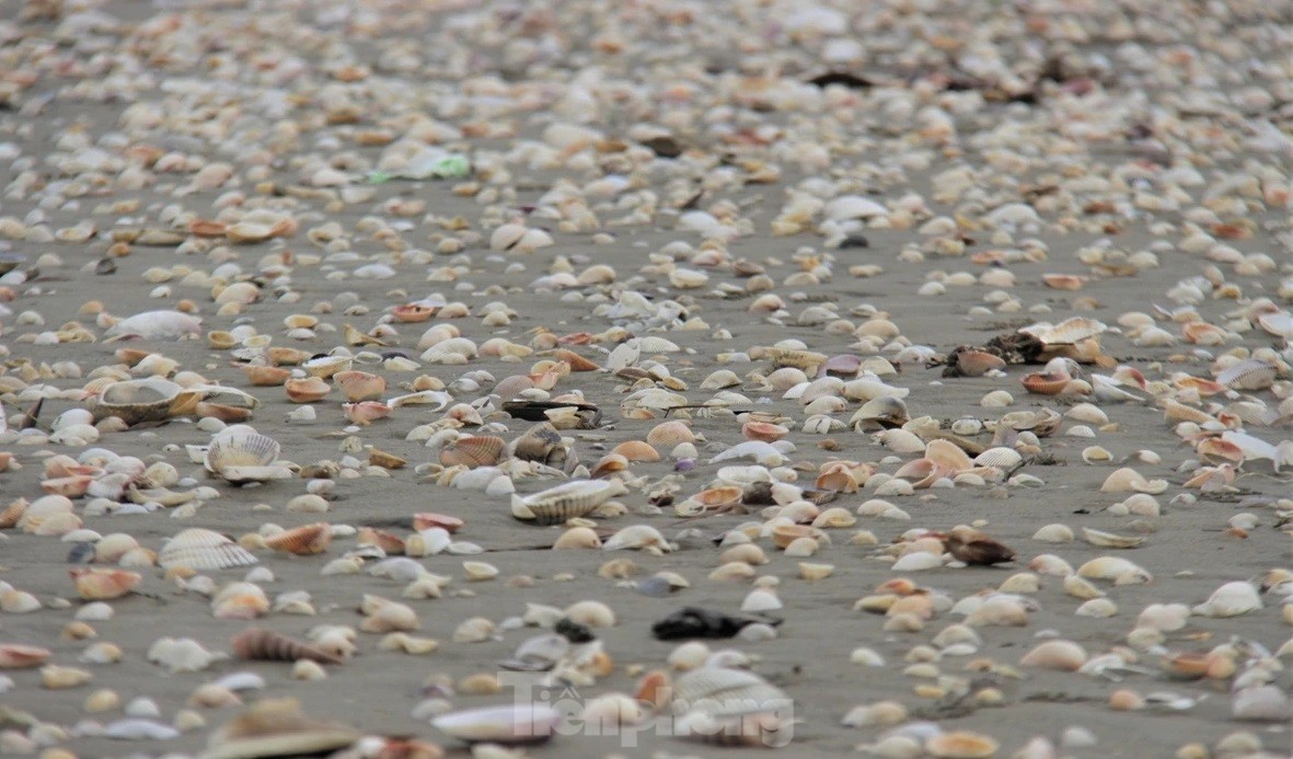 Ông Trần Văn Quý - Phó Chủ tịch UBND xã Thịnh Lộc, cho biết, sau ảnh hưởng của bão số 6 và triều cường mạnh, từ chiều 30/10, sò huyết, sò lông, sò bung, vẹm (sò mai) bắt đầu dạt vào khu vực bờ biển địa bàn thị trấn Lộc Hà.