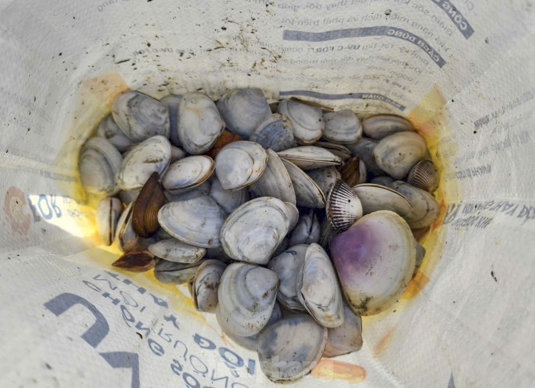 Các loại sò lông, sò mai, ngao... được người dân thu nhặt được.