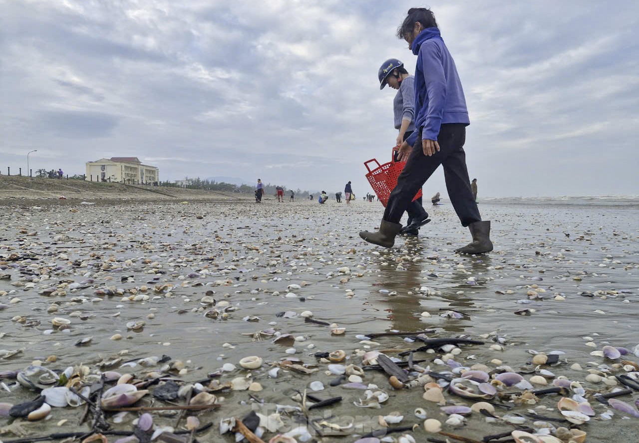 “Nhiều người dân trong và ngoài xã nghe tin đã có mặt, mang theo các dụng cụ ra bờ biển bắt sò, ước tính đến nay người dân đã bắt được khoảng trên 30 tấn sò, bán với giá dao động từ 20.000 đồng đến trên 30.000 đồng/kg, tùy loại. Nhiều người thu nhập tiền triệu mỗi buổi”, vị lãnh đạo địa phương thông tin.