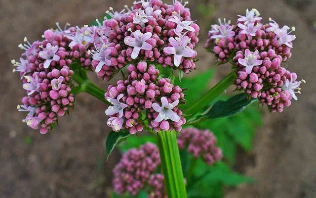 Valerian nổi tiếng nhất với công dụng điều trị chứng mất ngủ. Rễ được dùng làm thuốc trị chứng mất ngủ.