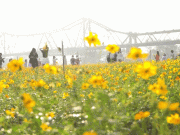 Clip Eva - Giới trẻ nô nức check-in vườn hoa dưới chân cầu Long Biên