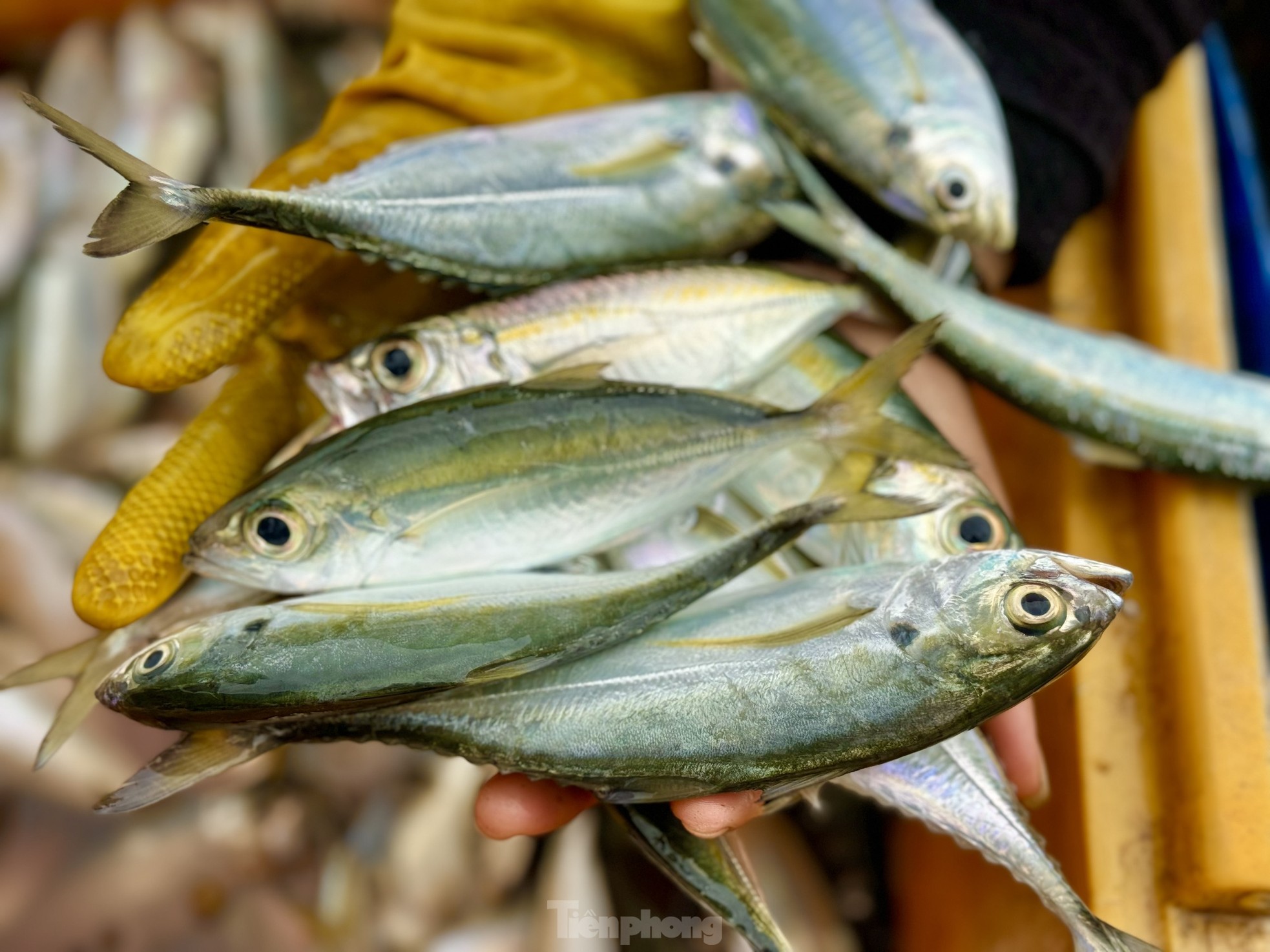 amp;#34;Thót timamp;#34; cảnh ngư dân vùng bãi ngang Quảng Ngãi thi gan với sóng ra khơi mùa biển động - 25