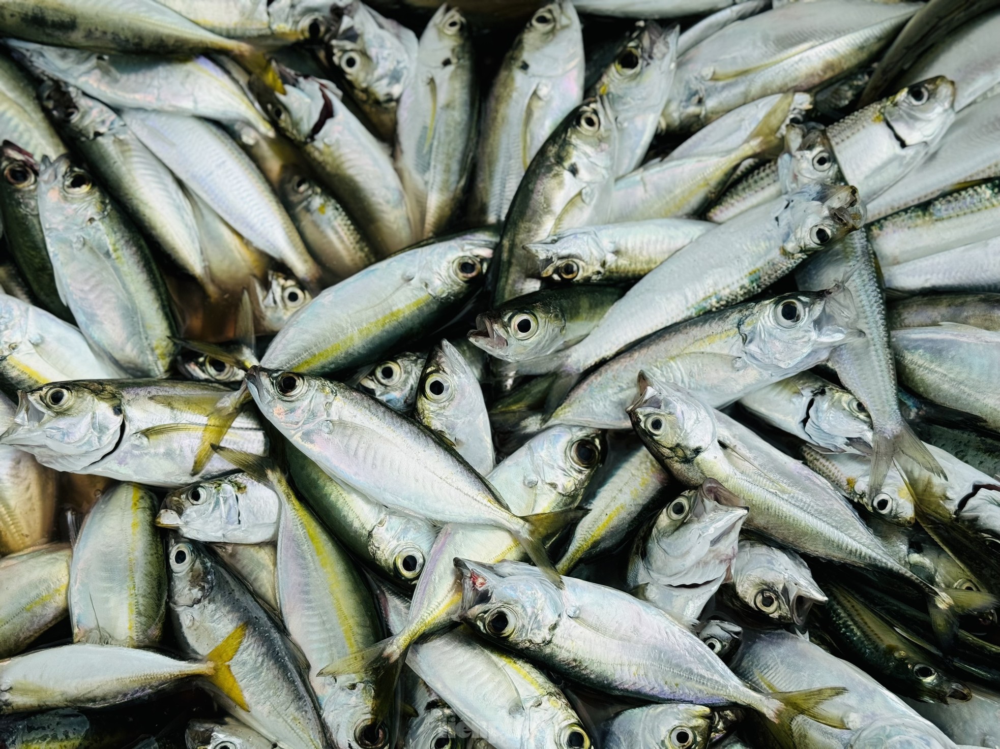 Những mẻ cá tươi rói.