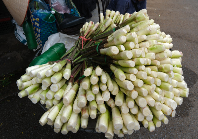 Tuy nhiên, bạn không nên ăn củ sống. Các nghiên cứu khoa học đã chỉ ra rằng các loài sống dưới nước lâu ngày rất dễ bị nhiễm sán lá ruột già (Fasciolopsis buski) - một loại ký sinh trùng thủy sinh phổ biến xâm nhập vào cơ thể con người và thường cư trú ở ruột non. . Ngoài ra, củ còn chứa nhiều axit oxalic - chất có thể lắng đọng thành sỏi thận hoặc kết hợp với canxi, magie khiến cơ thể thiếu chất dinh dưỡng thiết yếu nên cần phải chần qua trước khi nấu.