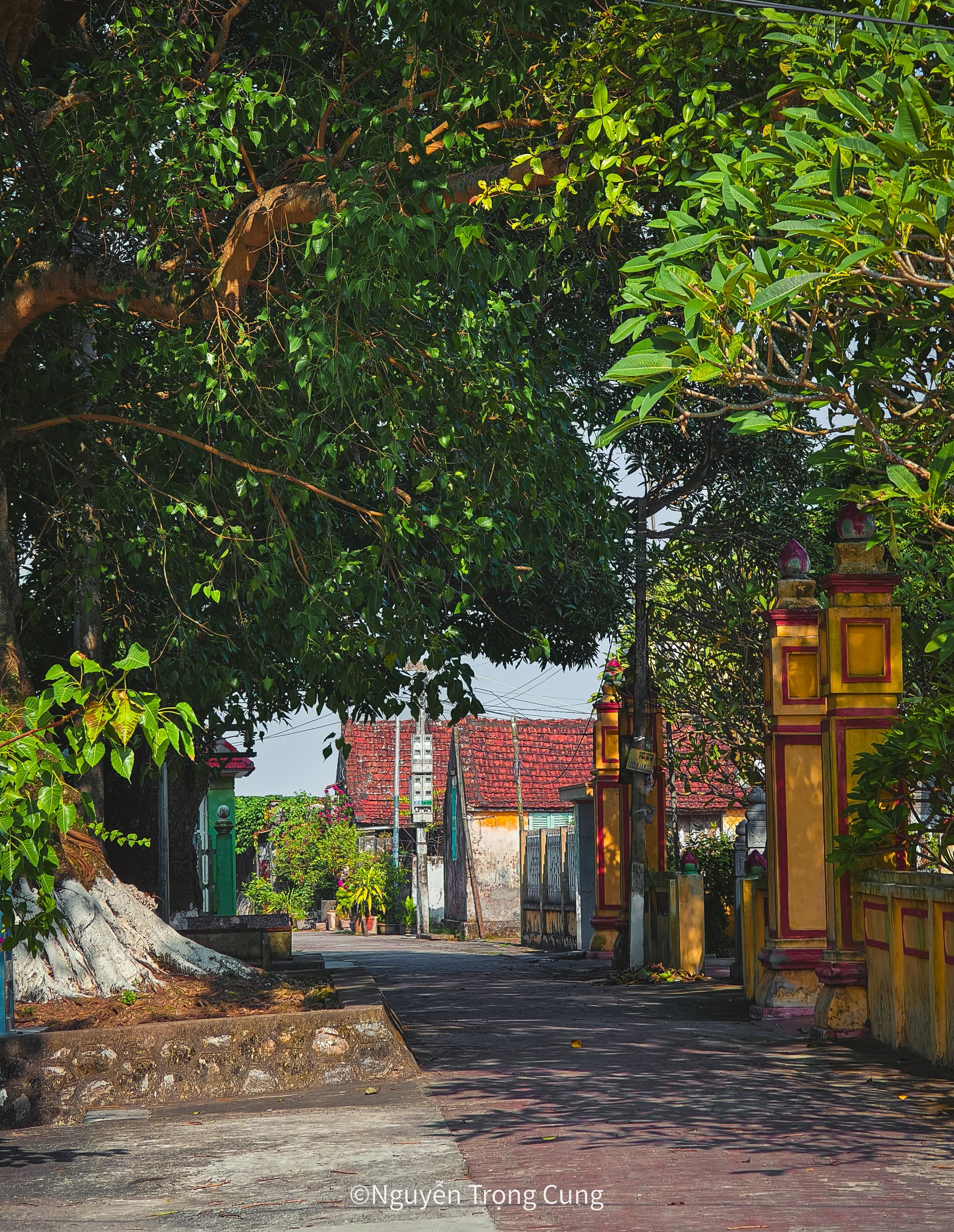 Close-up of the bodhi tree