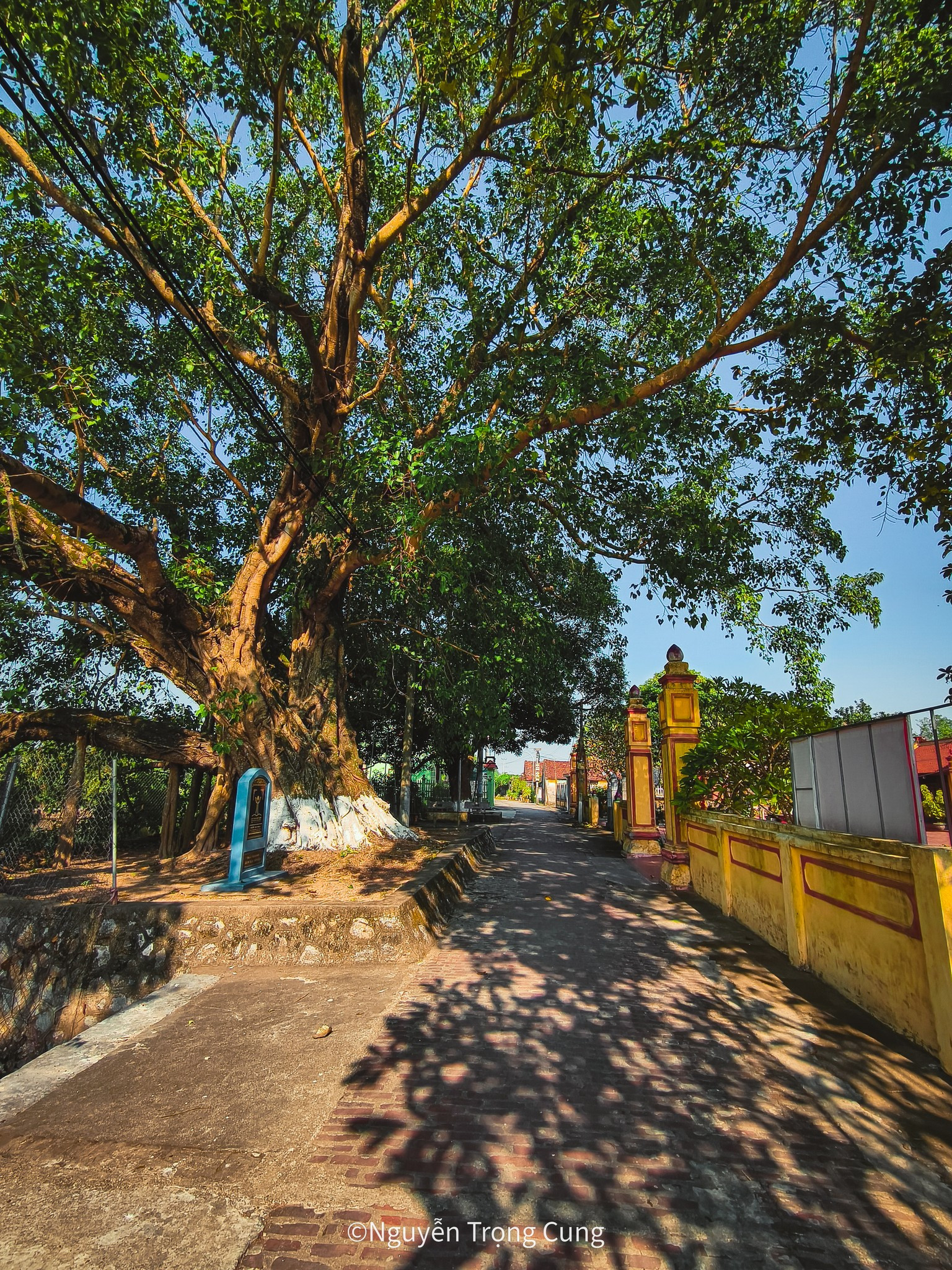 Massive roots of the bodhi tree