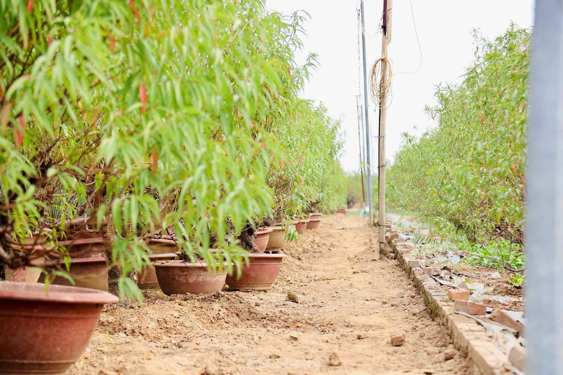 Người dân Nhật Tân tất bật xuống lá đào chuẩn bị Tết Nguyên đán 2025 - 2