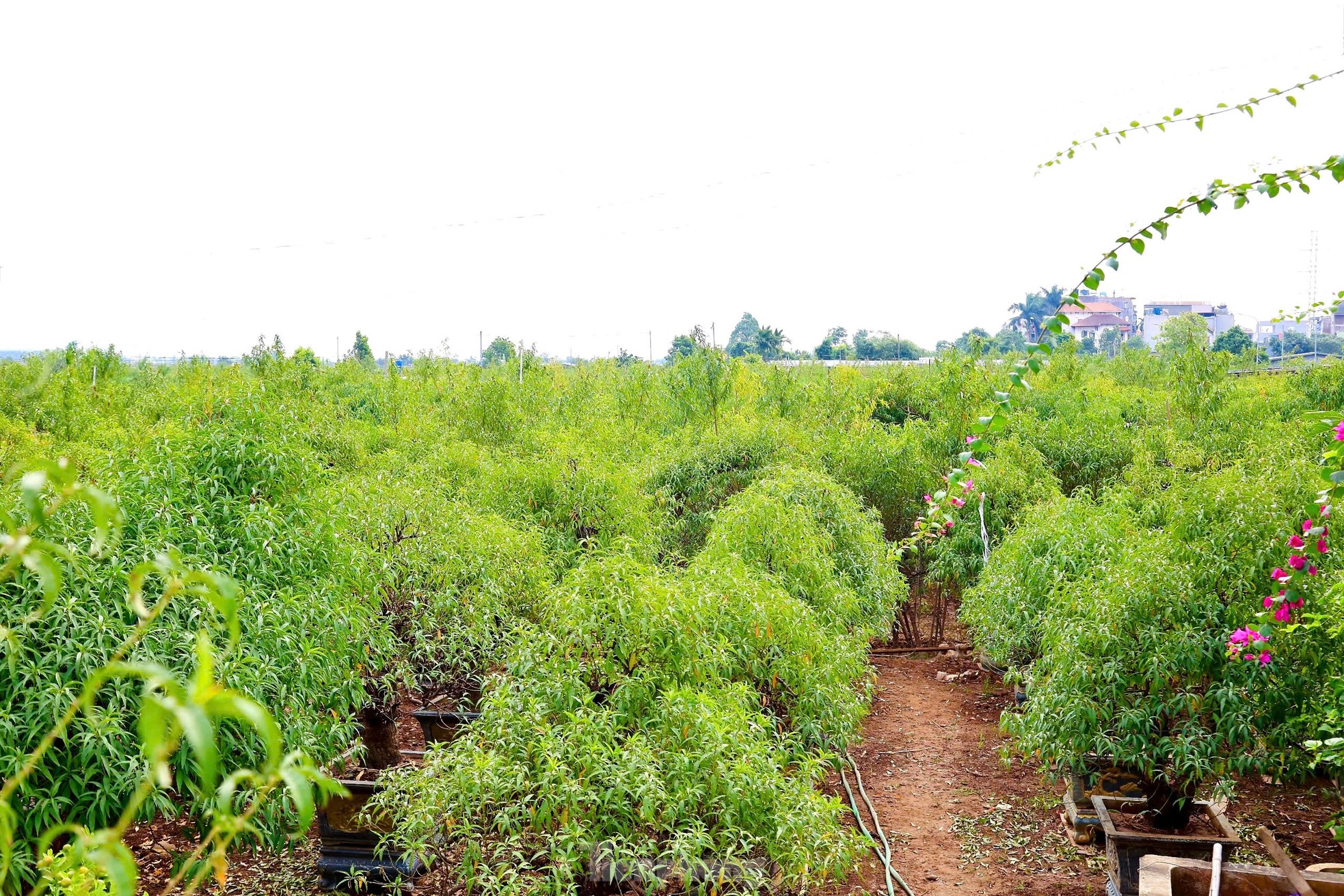 Người dân Nhật Tân tất bật xuống lá đào chuẩn bị Tết Nguyên đán 2025 - 1