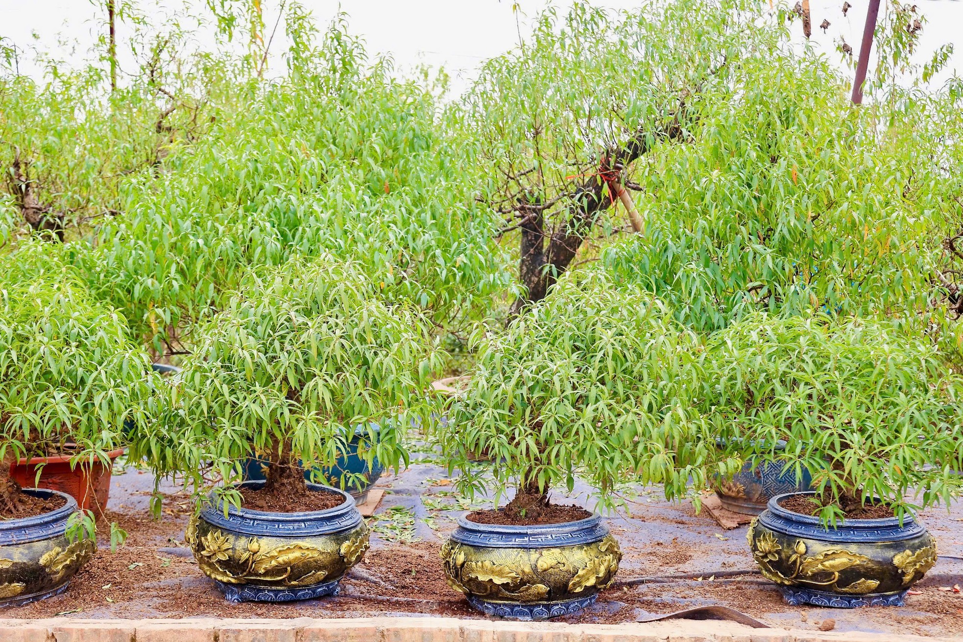 Những ngày này, người dân trồng đào ở Nhật Tân đang nỗ lực phục hồi, chăm sóc cây để kịp bán trong dịp Tết Nguyên đán 2025.