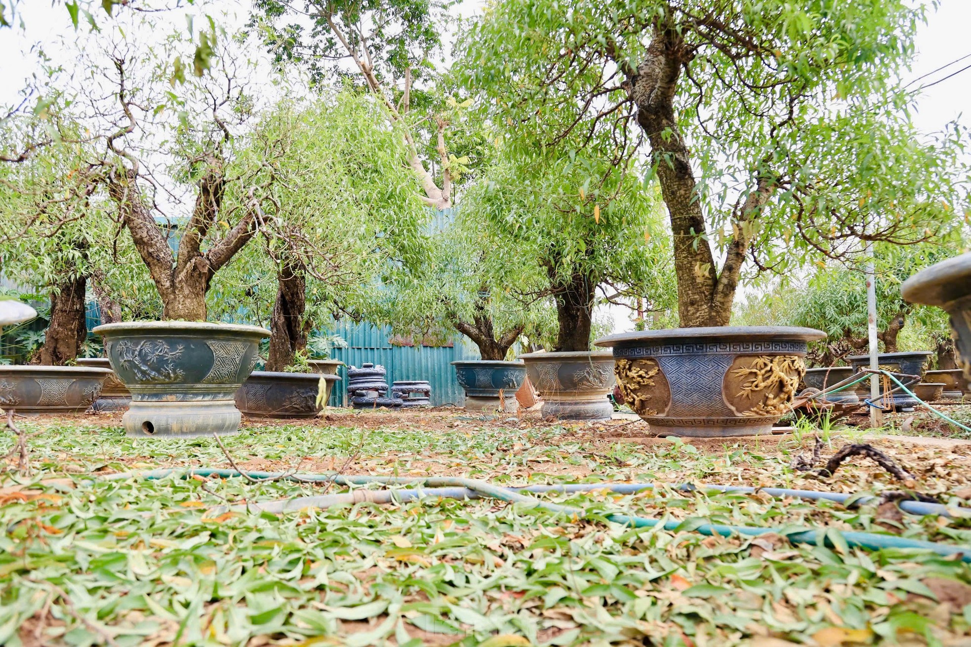 Người dân Nhật Tân tất bật xuống lá đào chuẩn bị Tết Nguyên đán 2025 - 11