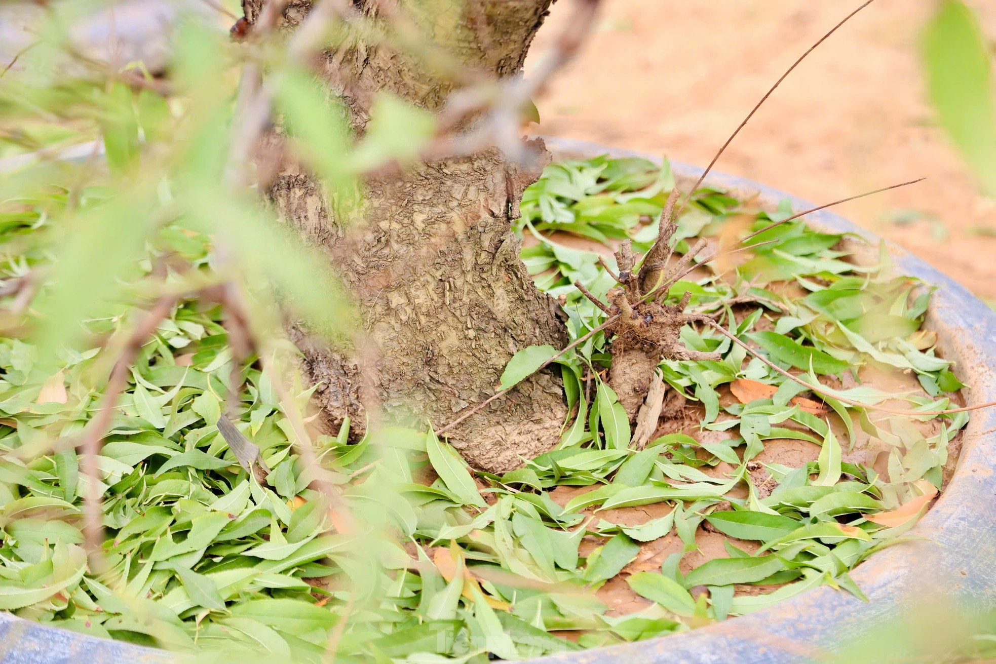 Các chủ vườn thuê nhân công tuốt lá thời vụ với giá từ 350.000 đến 400.000 đồng/người/ngày.