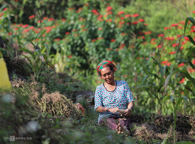 Lao động vùng cao Nghệ An thu hoạch lạc, tháng 11/2023. Ảnh: Hùng Lê