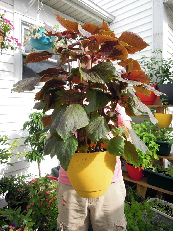 Chọn đất xốp, nhiều mùn và có khả năng thoát nước tốt.