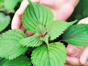 Nhà đẹp - Đây mới là vị trí thích hợp để trồng cây tía tô phát triển quanh năm