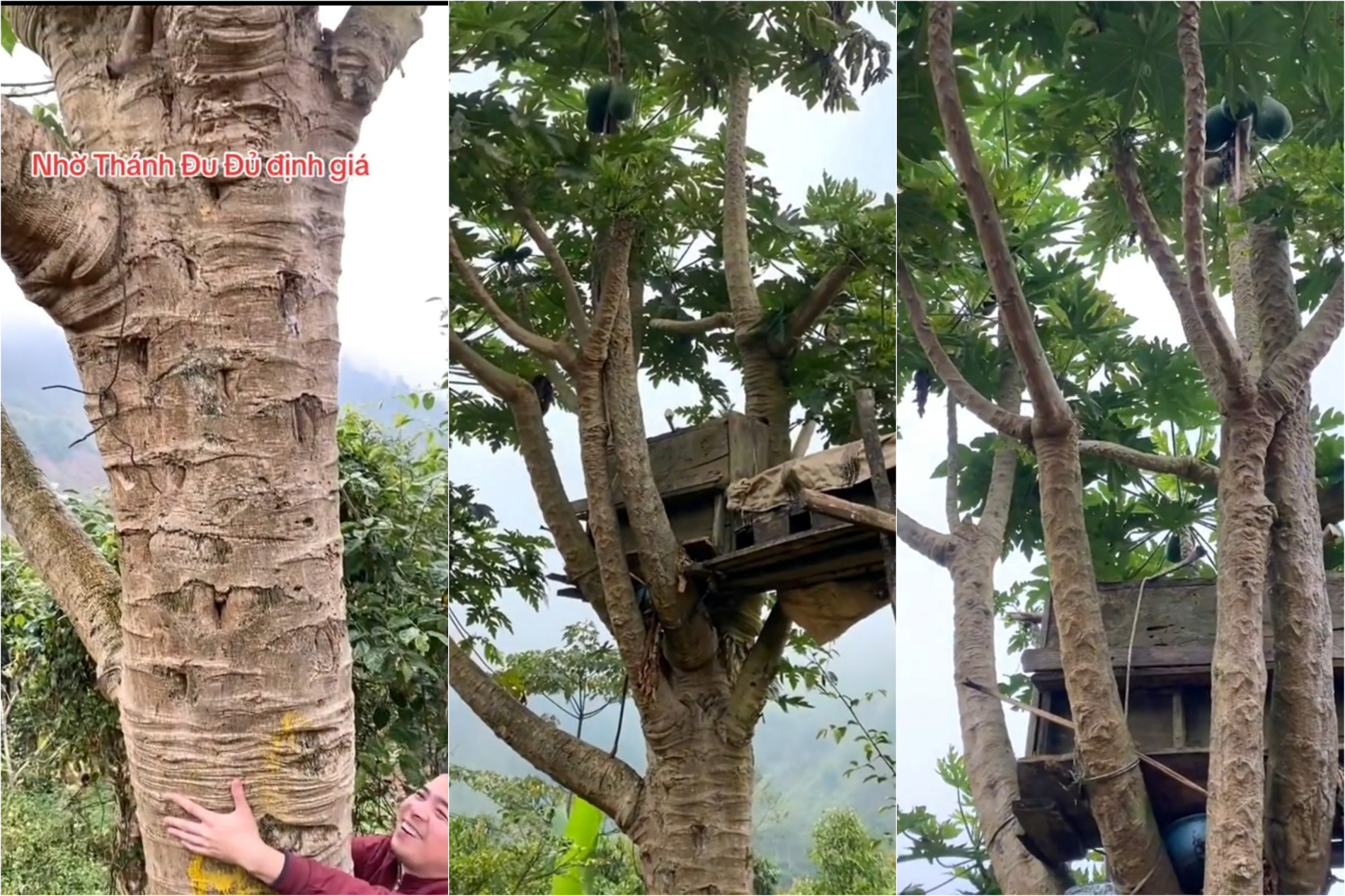 Cây đu đủ gây xôn xao mạng xã hội
