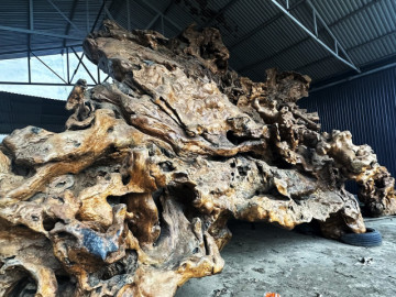 Độc lạ gốc cây khổng lồ nằm giữa phố huyện, khách trả 5 tỷ, chủ không bán