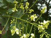 Nhà đẹp - Cách trồng cây hoa hòe xua đuổi tà ma, đem lại vận khí tốt cho phong thủy của căn nhà