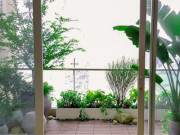 Nhà đẹp - Các cây trồng ở ban công dễ sống, tươi tốt tạo được không gian xanh mát