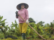 Tin tức - Làng hoa Tết lớn nhất TPHCM "méo mặt" vì thời tiết