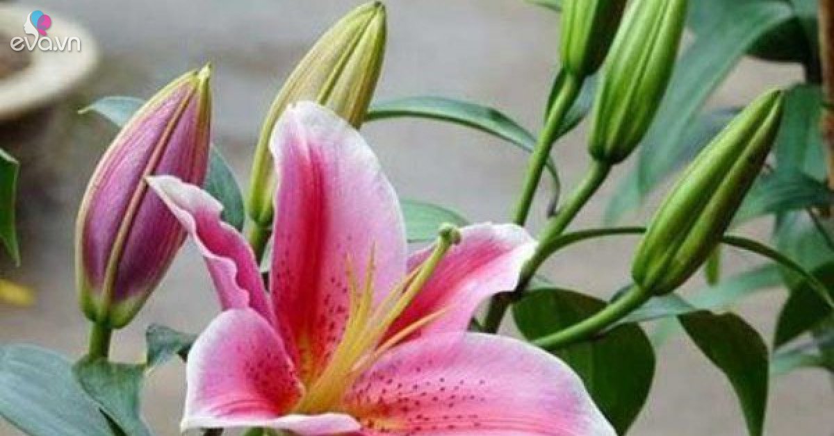 Về nhà mới không nên cắm những loại hoa này kẻo ảnh hưởng phong thủy