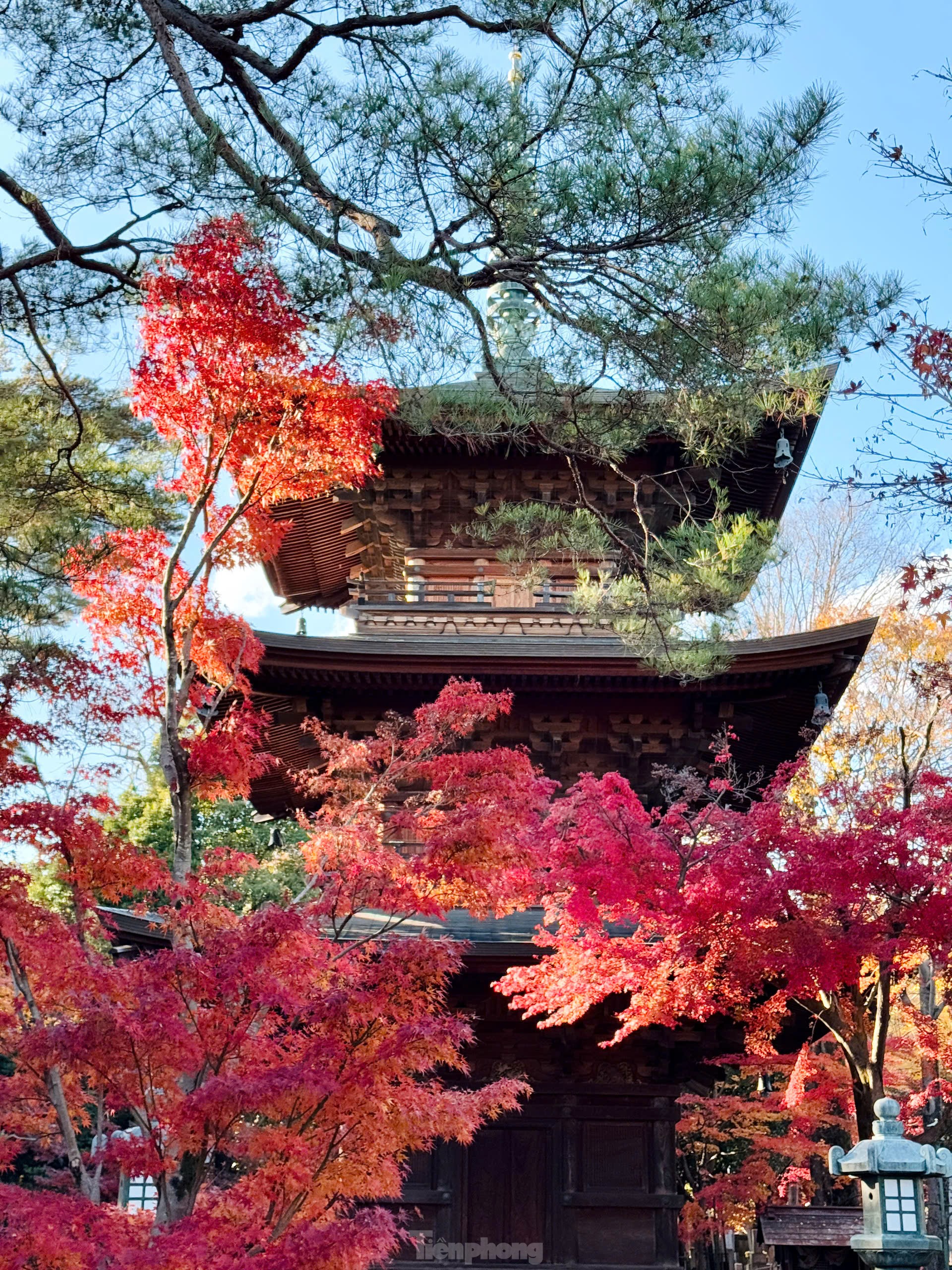 Xem tượng mèo vẫy tay mang lại tiền tài, may mắn - 4