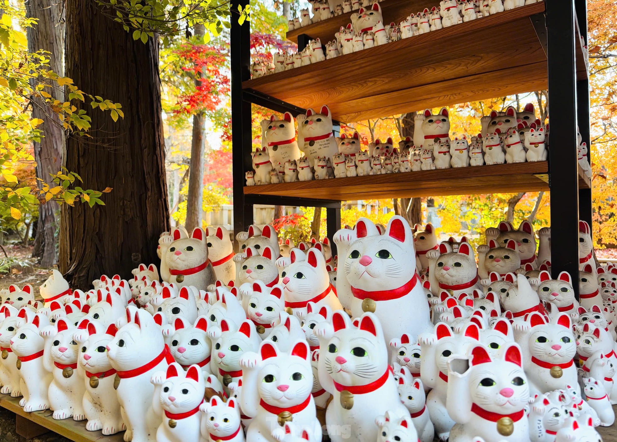 Xem tượng mèo vẫy tay mang lại tiền tài, may mắn - 10