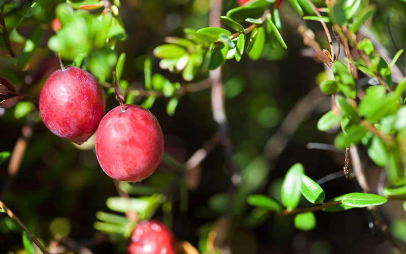 Cranberry là loại quả mọng màu đỏ có nguồn gốc từ phương Tây. Đây là loại trái cây thần thánh trong việc chống lại các gốc tự do nhờ đặc tính chống oxy hóa, giúp trẻ hóa làn da và chống lại ung thư. Ngoài ra, hợp chất polyphenol trong trái cây giúp cải thiện hoạt động tim mạch, đặc biệt ở những người mắc bệnh động mạch vành.