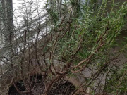 Nhà đẹp - Đây mới là cách trồng cây hương thảo hết bị đen lá, xanh mướt, tươi tốt