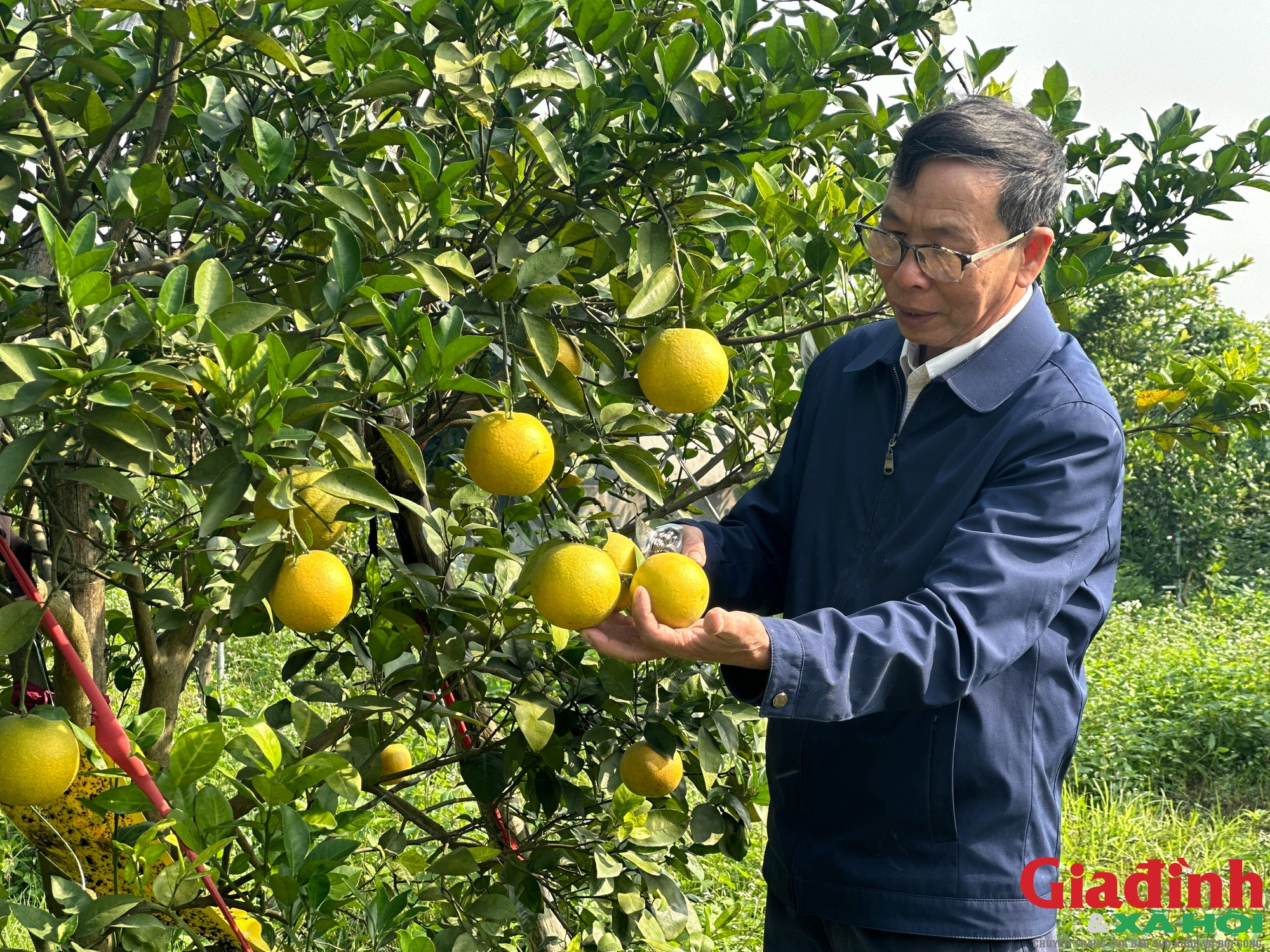 Vườn cam của ông Phan Công Hưởng bị ảnh hưởng bởi sương muối, có những gốc giảm đến một nửa sản lượng.