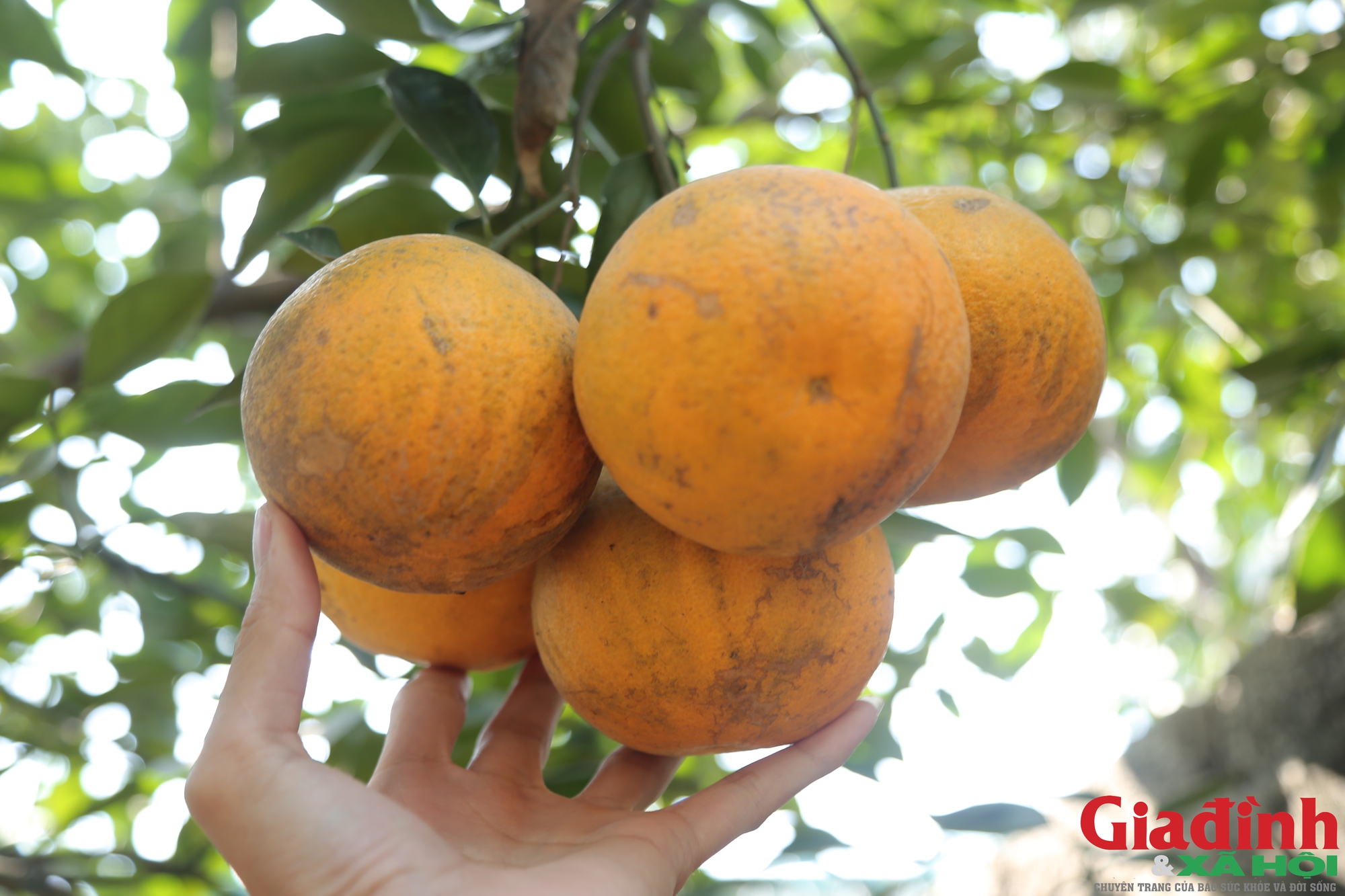 Cam Xã Đoài được bán với giá 70.000- 80.000 đồng/quả.