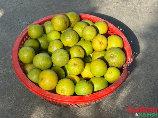 Nhiều vườn cam tiến Vua ở Nghi Diên bị rụng quả do sương muối.