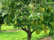 Nhà đẹp - Loại cây ăn quả trồng sân vườn dễ chăm sóc, hiệu quả và làm đẹp không gian sống