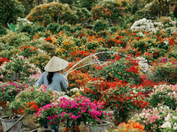 Bến Tre sẽ lập đường hoa dài nhất Việt Nam