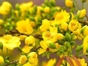 Nhà đẹp - Thời điểm lý tưởng để lặt lá mai cho hoa mai nở đúng dịp Tết thu hút tài lộc