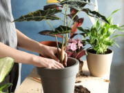 Nhà đẹp - Những sai lầm cần tránh khi trồng cây cảnh trong nhà