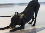 Lifestyle - Siêu chó chuyên dò bom ở sân bay Mỹ