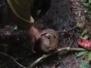 Clip Eva - Con vật quý hiếm trong sách đỏ bị mắc bẫy trong gốc cây khô