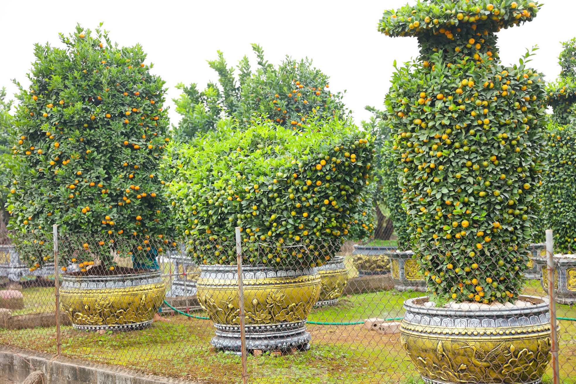 Sự sáng tạo và đôi bàn tay khéo léo của người trồng cây cảnh lâu năm ở huyện Văn Giang đã tạo dáng ra những cây quýt thành hình đĩnh vàng, trái tim, chiếc lọng, lộc bình độc đáo có giá từ 40 đến 45 triệu đồng/cặp nhưng vẫn hút khách mua dịp Tết Nguyên đán năm nay.
