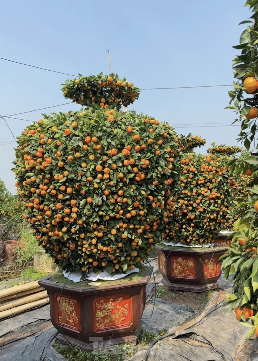 Chưa đến Tết, quýt amp;#34;bình hút lộcamp;#34; khổng lồ giá chục triệu đồng đã cháy hàng - 9