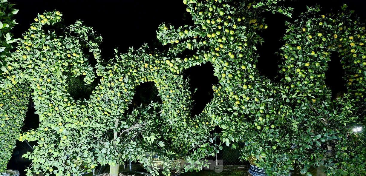 Chưa đến Tết, quýt amp;#34;bình hút lộcamp;#34; khổng lồ giá chục triệu đồng đã cháy hàng - 15