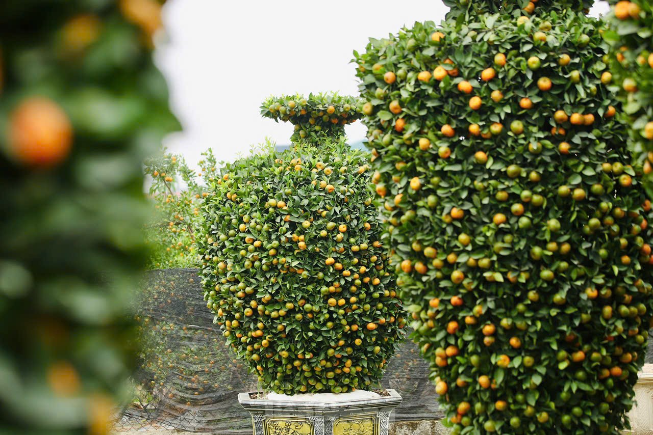 Chưa đến Tết, quýt amp;#34;bình hút lộcamp;#34; khổng lồ giá chục triệu đồng đã cháy hàng - 12